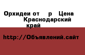 Орхидеи от 350р › Цена ­ 350 - Краснодарский край  »    